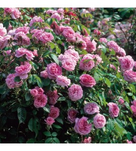 Gertrude Jekyll