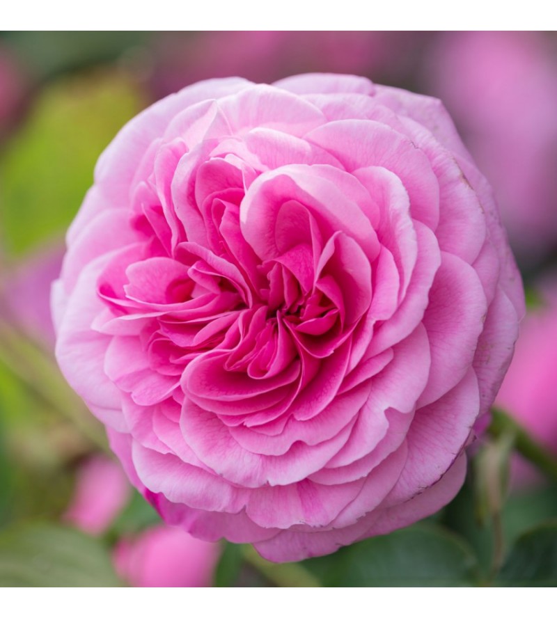 Gertrude Jekyll