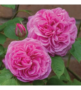 Gertrude Jekyll